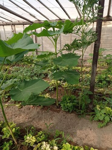 Ağaclar: Pavloniya (Adəm agaclar)satılır .her ölçüdə ağaclar var 5 manatdan 25 -da lalafo.az — 11 Ağaclar: Pavloniya (Adəm agaclar)satılır .her ölçüdə ağaclar var 5 manatdan 25 — 11