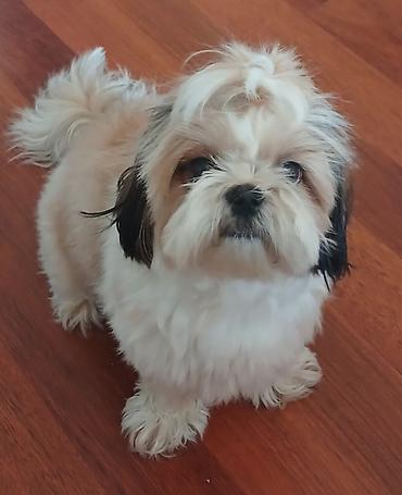 shih tzu stenci: Shi-tsu, 2 il, Dişi, Sənədli — 2