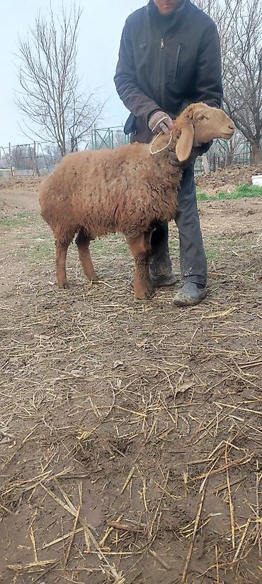 Баран, овца: Продаю | Овца (самка) | Арашан | Для разведения | Матка — 2