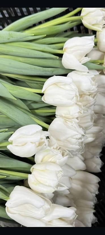 Букеты из живых цветов: Тюльпаны с собственной теплицы - Срезанные свежие тюльпаны прямого at lalafo.kg — 13 Букеты из живых цветов: Тюльпаны с собственной теплицы - Срезанные свежие тюльпаны прямого — 13