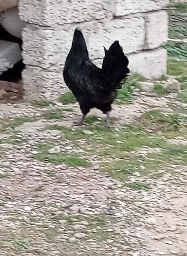 astroloq: ❗Təcili satiram❗ayam cemani ilə astroloq qarişiği 2 xoruz 1 fere — 3