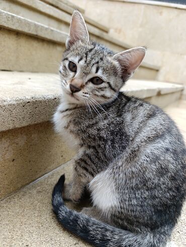 Haima: Tabbi, Yaxşı əllərə
