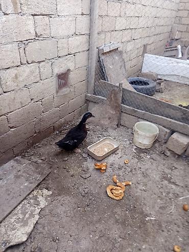 qaz ordey: Salam sort ördək 🦆 satılır heçbir xəsdəliyi yoxdur qiyməti 20 manat — 6