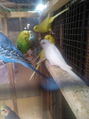 попугай с клеткой: Срочно срочно продаю волнистых попугай есть 3 самки и самец цена