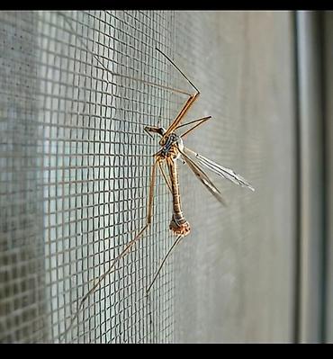 Москитные сетки: Москитная сетка, Внутренняя, Готовые, Платная доставка — 9