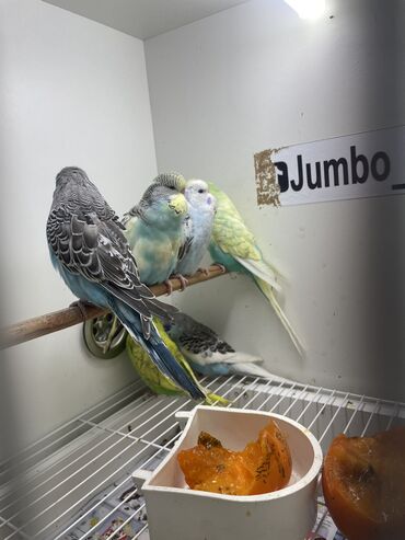 Tutuquşları: Bülbül (dalmatin naxışlı, mavi-ağ rəng çaları) – əhliləşdirilmiş — 14