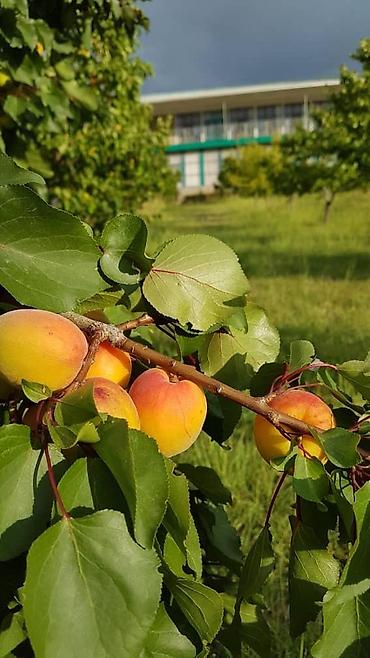 каракол гостевой дом: Гостевой дом на Иссык-Куле, Тамга, Посуточно — 5