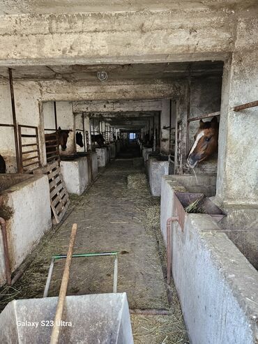 Другие специальности: Малчы керек (скотник, чабан) сокулука. 60 уй, 50 кой бар. баардык