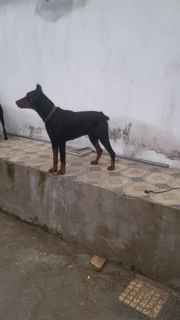 rottweiler balasi satilir: Doberman, 1 ay, Erkek, Peyvəndli, Ödənişli çatdırılma