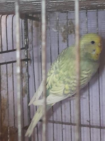 Tutuquşları: Cut papuqay ikisininde ata anasi ranbovdu diwi 1 illik erkek 11 — 2