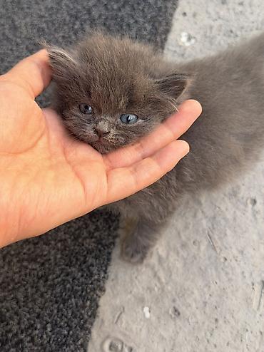отдам даром котенка бишкек: 1 месяц, Девочка, Метис — 1