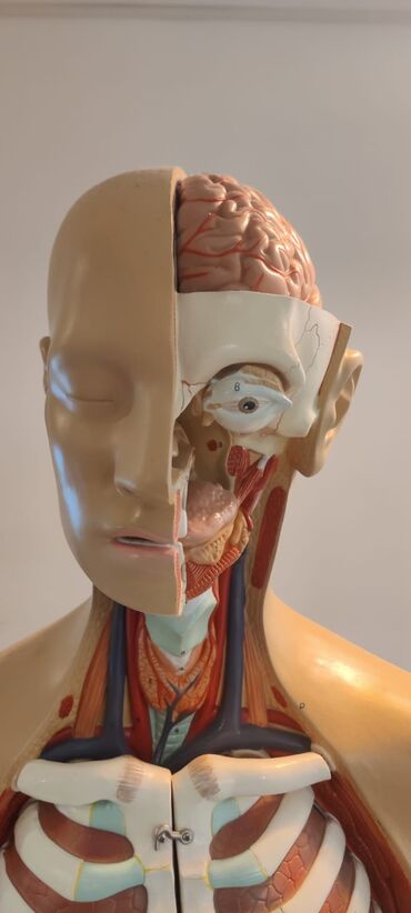 Ostali medicinski proizvodi: Torzo coveka sa otvorenim vratom i ledjima od 18 delova, kao novo — 4