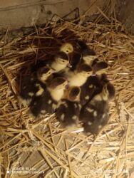 heyvanlara verilen adlar: Lal ordey 10 denedi Unvan Xacmaz Qara Qurdu kəndi