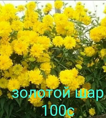 Другие виды семян и саженцев: Продаю все саженцы которые вы видите на фото, также есть мята — 13