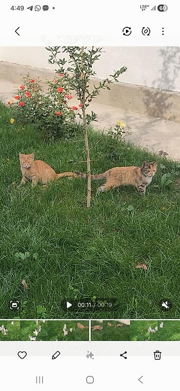 Отдам даром кошку: Котята от домашних кошек - Помёт из нескольких разноокрашенных котят — 2