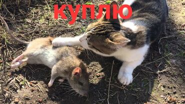 Коты: Мы хотели купить кошку 2 
для крысы пожалуйста нам напишите