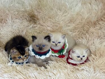 Pişiklər: Dişi, Erkək, Yaxşı əllərə, Ünvandan götürmə -da lalafo.az — 6 Pişiklər: Dişi, Erkək, Yaxşı əllərə, Ünvandan götürmə — 6