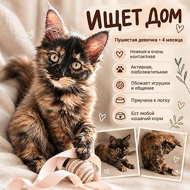 черепаховая кошка: 4 месяца, Девочка, Приучена к лотку — 1