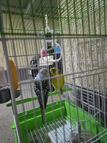 Животные: Попугайчики волнистые + клетка с комплектом аксессуаров Описание: - — 2