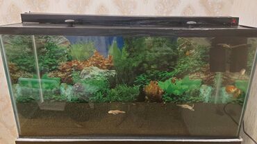 Akvariumlar: Dördbucaq akvarium, Boş, 175 l, Ünvandan götürmə — 10