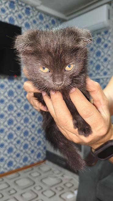 сиамская кошка котята: Шотландские вислоухие котята (Scottish Fold) смешанные с сиамским — 4