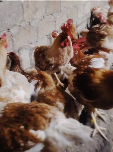 Yumurta: Ana sürünün mayalı yumurtaları satılır. Bütün vaksinasiyaları olunub — 1