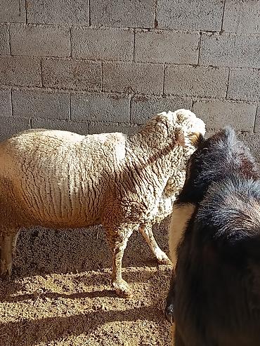 Козы, козлы: Продаю | Козёл (самец) | Для разведения | Осеменитель — 4