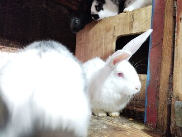 комбикорм для кроликов: Продаю тел