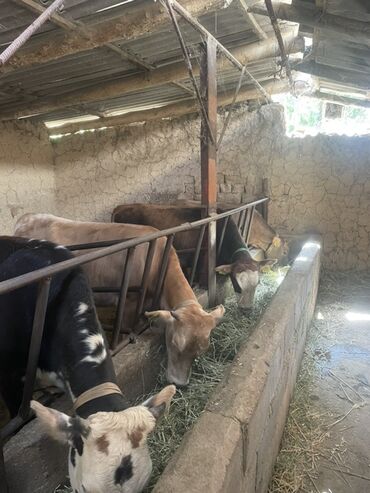 купить бычков на откорм: 4 баш сатылат кунажын 4 ай байланды 1,6 жаш