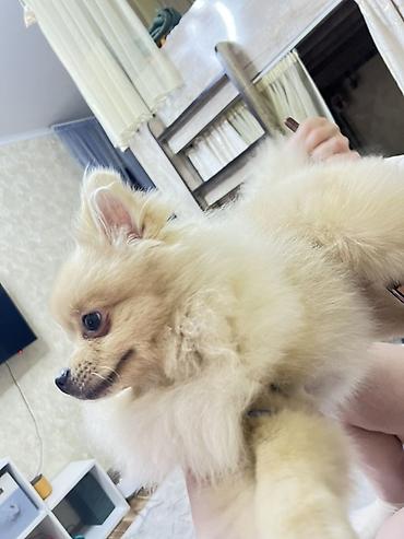 хамелеон купить: 🐶 Продаётся кремовый шпиц с гетерохромией Очаровательный кремовый — 3