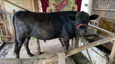 Коровы, быки: Продаю | Бык (самец) | Ангус