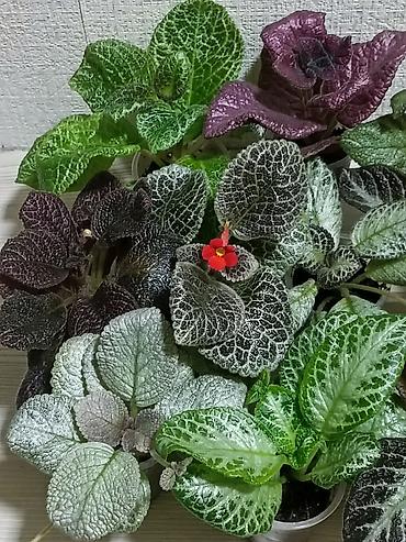 Другие комнатные растения: Эписции 10 сортов. Крупные детки, некоторые с бутонами. Цветут — 1