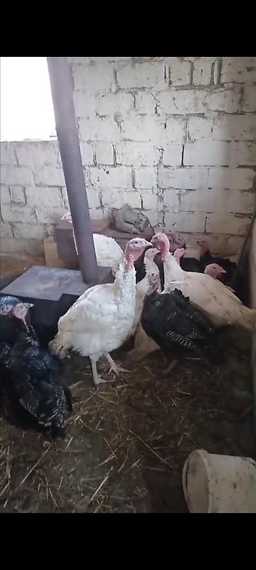 ağ xaski: Dişi, Damazlıq — 1