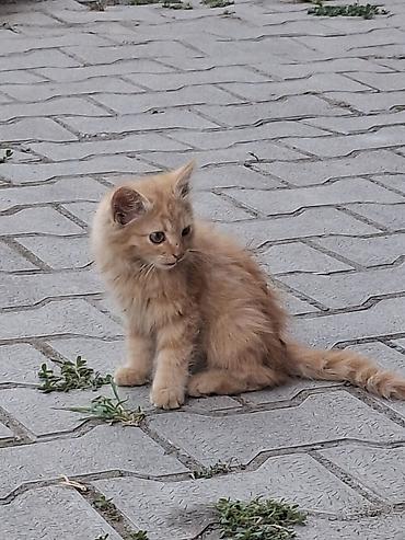 черепаха: Котята, пушистые, домашнего типа. На фото — два маленьких котёнка: - — 6