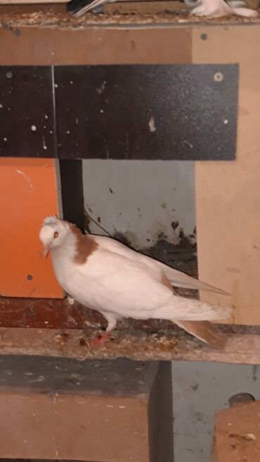 Göyərçinlər: Bawi kekili dizden cilpaq boynu qülü sari quyruqlar axi olanlarda var — 9