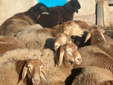 Бараны, овцы: Продаю | Овца (самка) | Для разведения | Племенные — 7