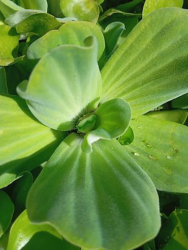 комнатное дерево: Пистия (Pistia stratiotes), водяной салат — плавающее — 1