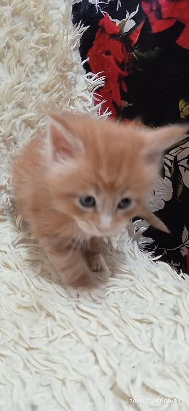 Продажа кошек: Мейн-кун, 1 месяц, Девочка at lalafo.kg — 7 Продажа кошек: Мейн-кун, 1 месяц, Девочка — 7