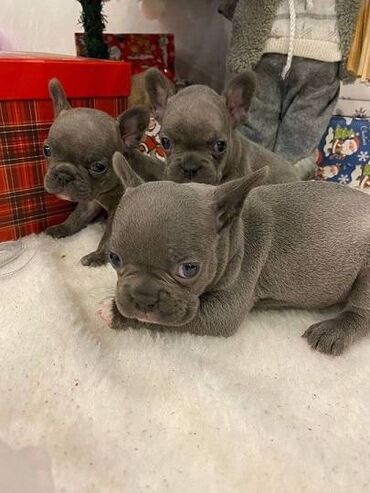 Psi: Francuski buldog štenci plave boje. Vakcinisani, spremni za novi dom — 7