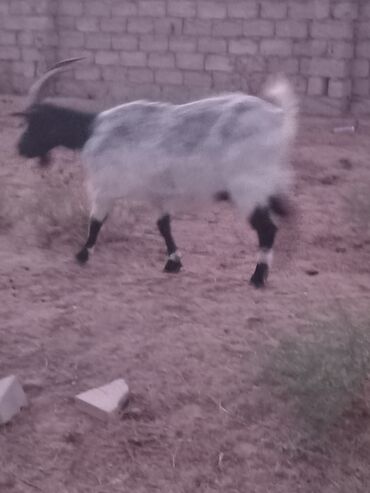 Keçi, çəpiş: Dişi, il: 1, 18 kq, Damazlıq — 2