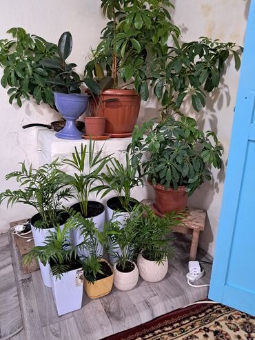 хищное растение: Другие комнатные растения