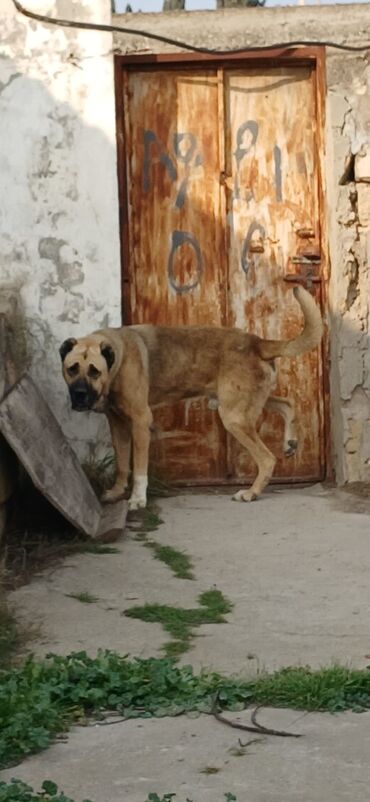 İtlər: Kanqal, 3 il, Erkek, Peyvəndli, Ödənişli çatdırılma — 5
