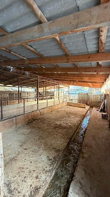 дача надежда: 4 комнаты, 150 м², 8 соток, Ак-Джол, Собственник — 5