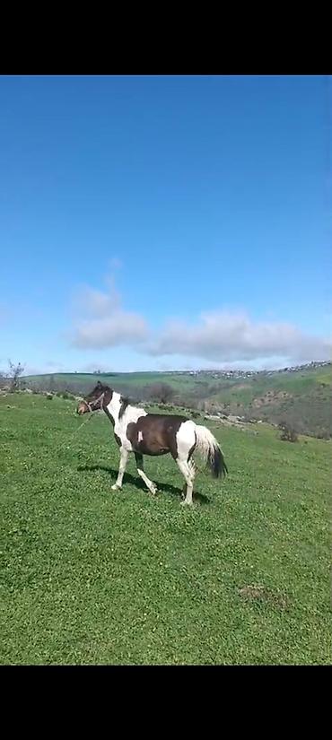 сколько стоит собака бу: Satılır Qiymət 1200m istəyən 050 641 85 17 əlaqə saxlasın — 4
