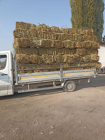 беде люцерна: Клевер 1укос доставка есть цена 300 — 1