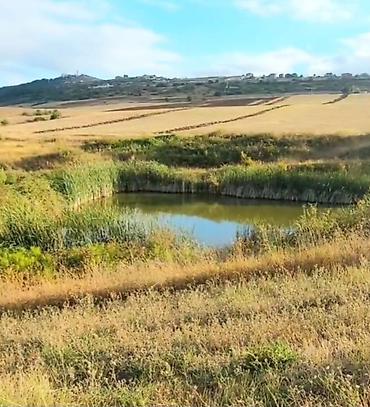 Daşınmaz əmlak: 1100 sot, Tikinti, Maklerlər narahat etməsin, Kupça (Çıxarış) — 2