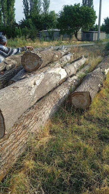 Спил деревьев, заготовка дров: Покупаем тополья сами спилем
Терек алабыз озубуз кесип кетебиз