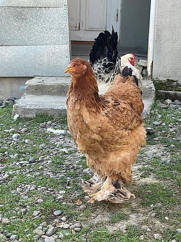 Toyuqlar: Toyuq, Brama, Damazlıq -da lalafo.az — 7 Toyuqlar: Toyuq, Brama, Damazlıq — 7