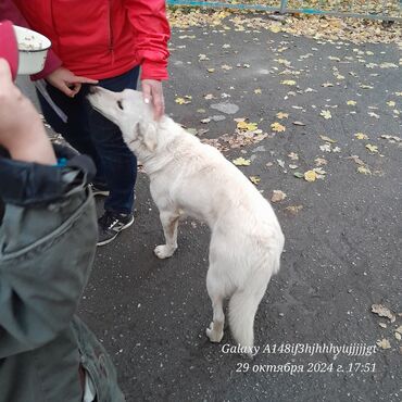 Отдам даром собаку: В нашем дворе живёт добрая собака. Но скоро зима, замёрзнет