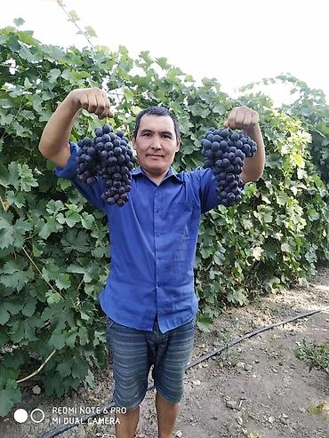 Виноград: Виноград В розницу — 12